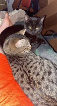 two cats laying on a person's lap