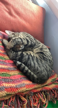 a tabby cat sleeping on a colorful blanket